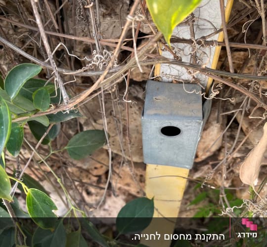 צמחייה עם קופסת מתכת על קיר אבן